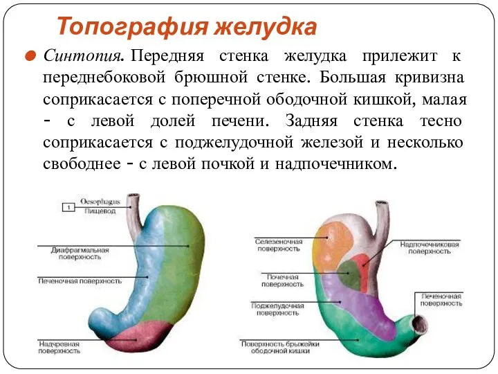 Топография желудка Синтопия. Передняя стенка желудка прилежит к переднебоковой брюшной