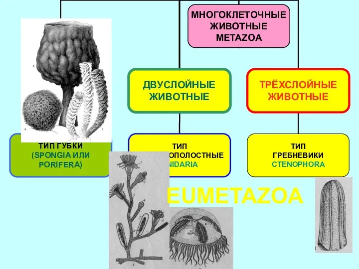 EUMETAZOA