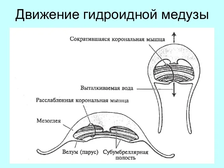 Движение гидроидной медузы