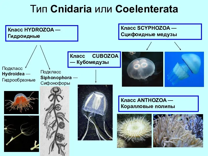 Тип Сnidaria или Сoelenterata Класс HYDROZOA —Гидроидные Подкласс Hydroidea —