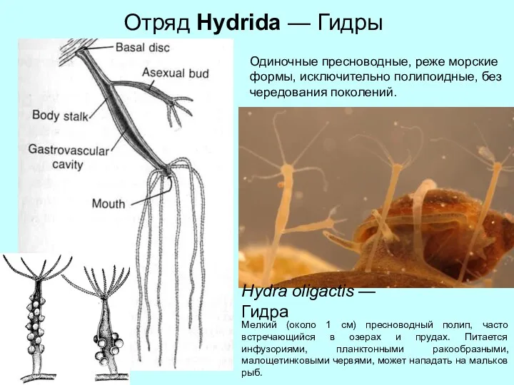 Отряд Hydrida — Гидры Hydra oligactis — Гидра Мелкий (около