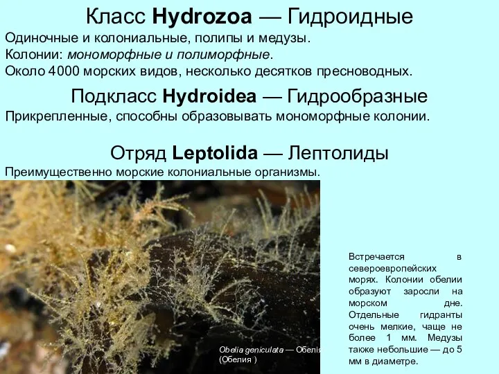 Класс Hydrozoa — Гидроидные Одиночные и колониальные, полипы и медузы.