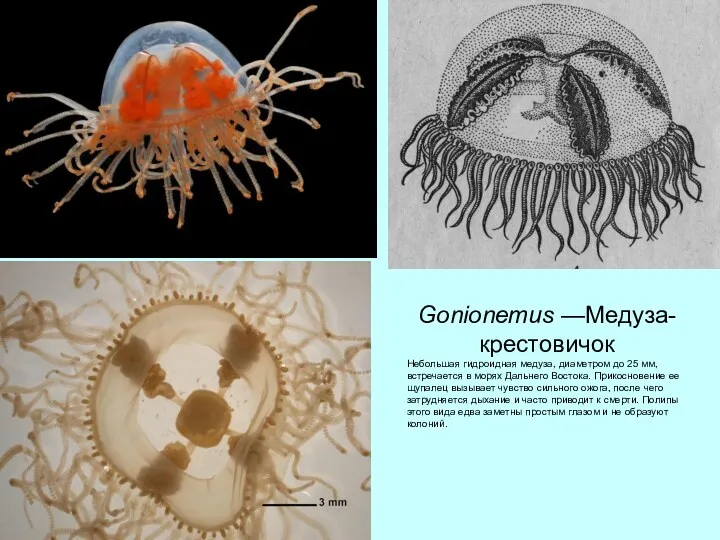 Gonionemus —Медуза-крестовичок Небольшая гидроидная медуза, диаметром до 25 мм, встречается