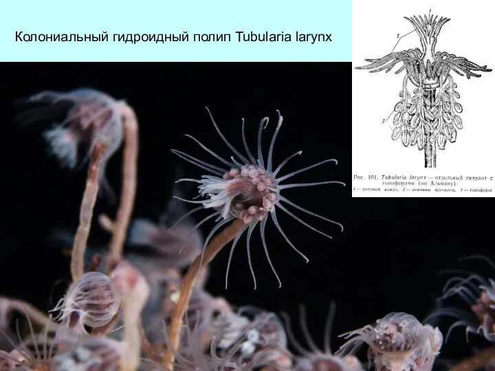 Колониальный гидроидный полип Tubularia larynx