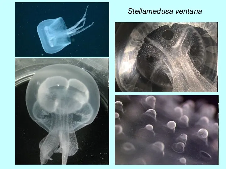 Stellamedusa ventana