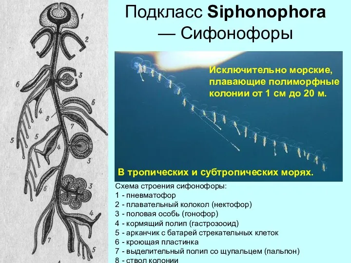 Подкласс Siphonophora — Сифонофоры Схема строения сифонофоры: 1 - пневматофор