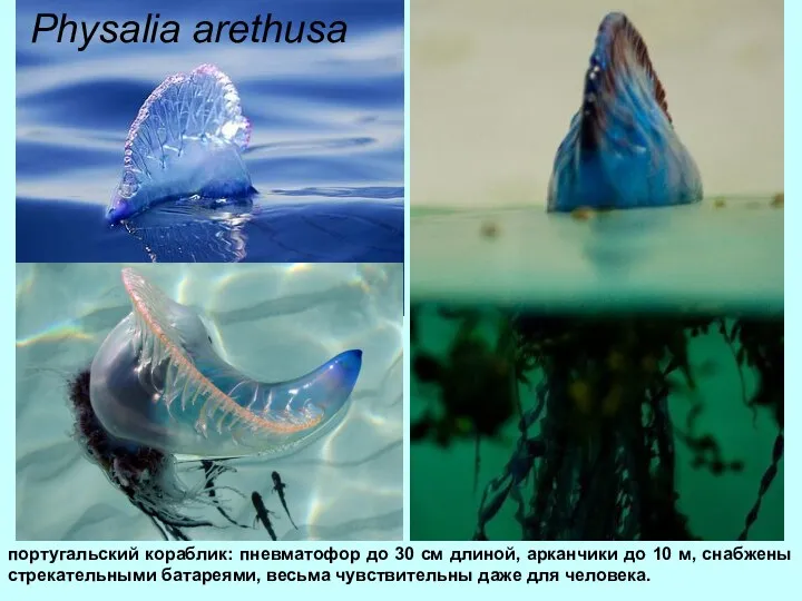 Physalia arethusa португальский кораблик: пневматофор до 30 см длиной, арканчики