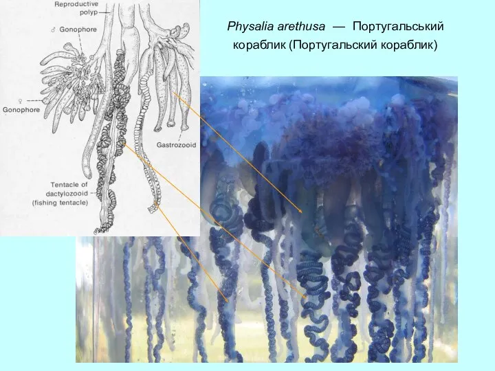 Physalia arethusa — Португальський кораблик (Португальский кораблик)