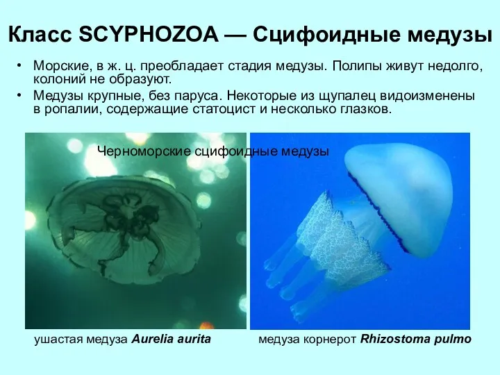 Класс SCYPHOZOA — Сцифоидные медузы Морские, в ж. ц. преобладает