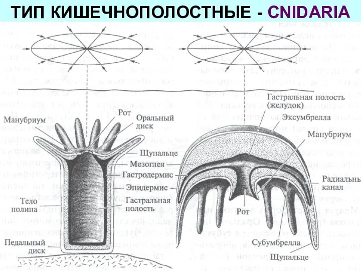 ТИП КИШЕЧНОПОЛОСТНЫЕ - CNIDARIA