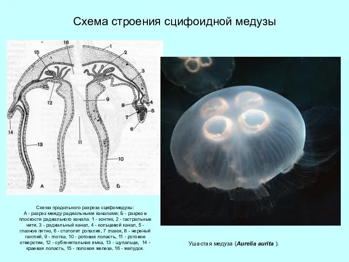 Схема строения сцифоидной медузы Схема продольного разреза сцифомедузы: А -