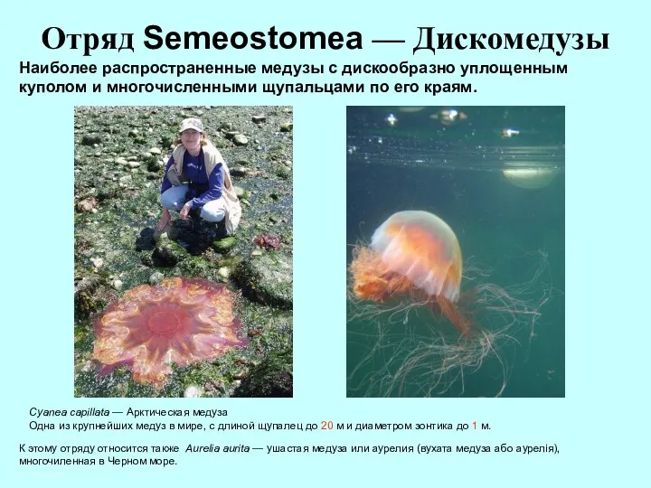 Отряд Semeostomea — Дискомедузы Cyanea capillata — Арктическая медуза Одна