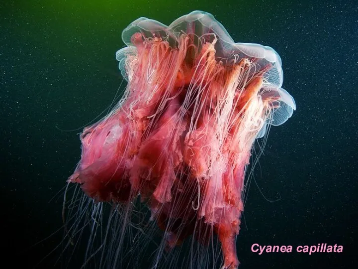 Cyanea capillata