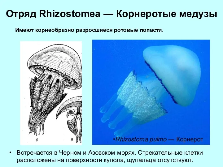 Отряд Rhizostomea — Корнеротые медузы Встречается в Черном и Азовском