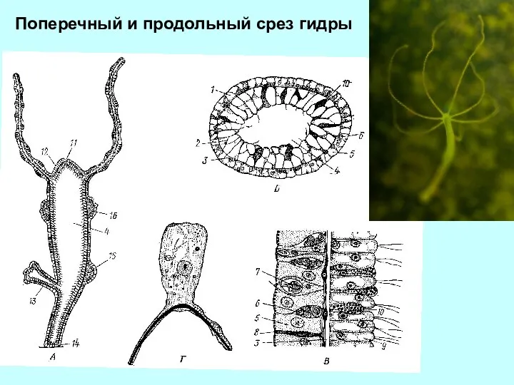 Поперечный и продольный срез гидры