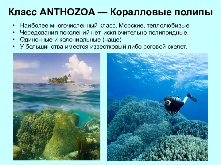 Клаcс ANTHOZOA — Коралловые полипы Наиболее многочисленный класс. Морские, теплолюбивые