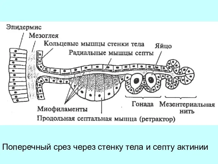 Поперечный срез через стенку тела и септу актинии