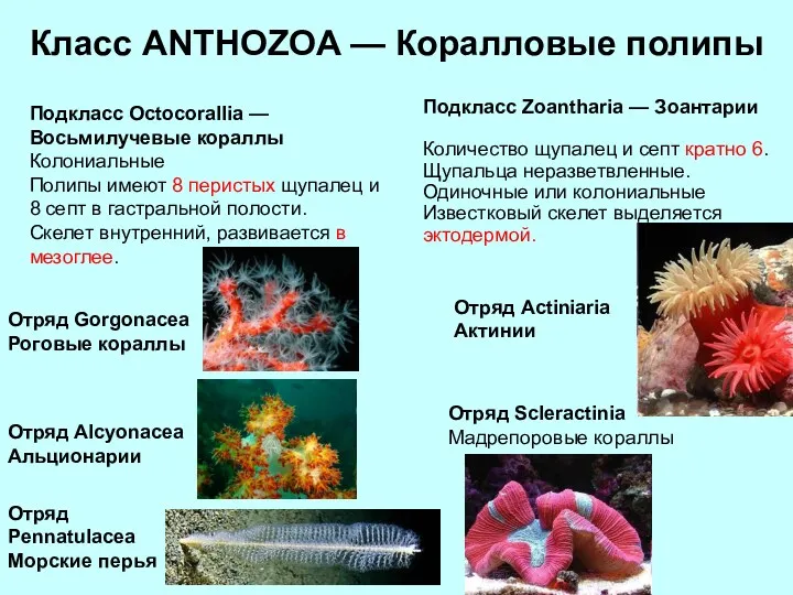 Клаcс ANTHOZOA — Коралловые полипы Подкласс Octocorallia — Восьмилучевые кораллы