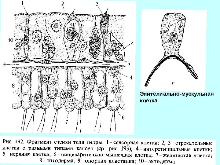 Эпителиально-мускульная клетка