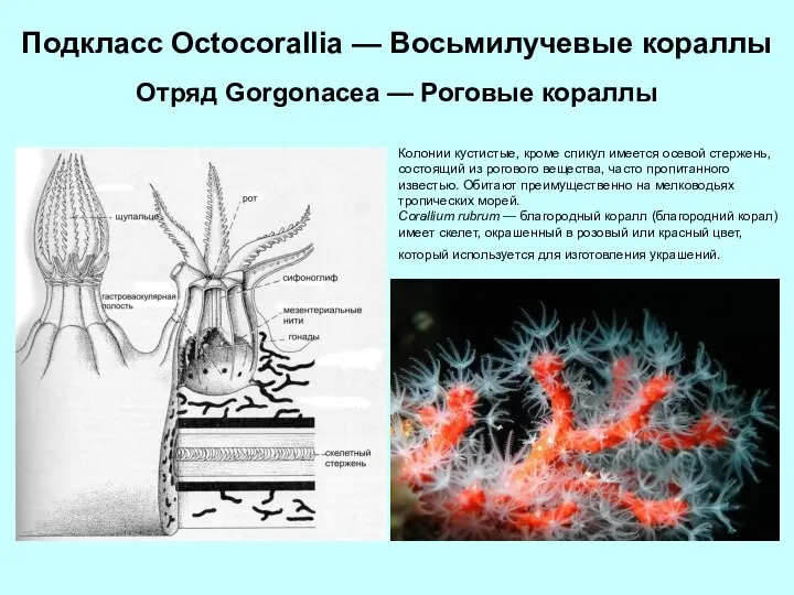 Подкласс Octocorallia — Восьмилучевые кораллы Отряд Gorgonacea — Роговые кораллы