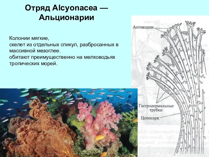 Отряд Alcyonacea — Альционарии Колонии мягкие, скелет из отдельных спикул,