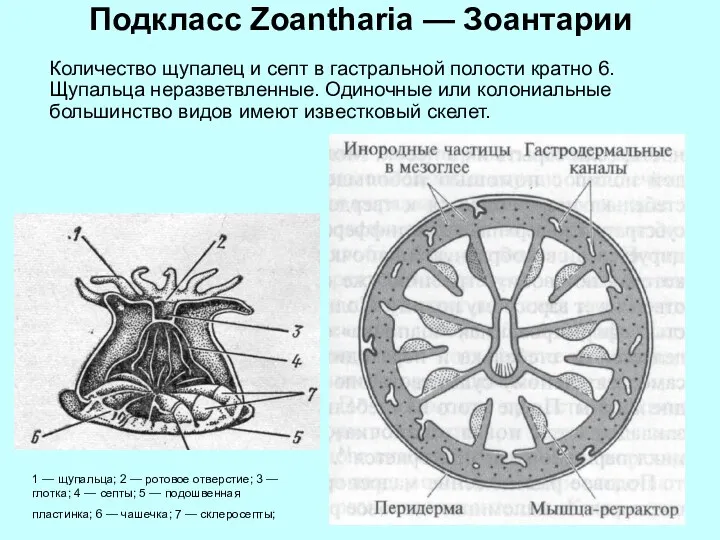 Подкласс Zoantharia — Зоантарии Количество щупалец и септ в гастральной