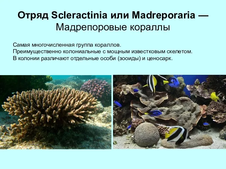 Отряд Scleractinia или Madreporaria — Мадрепоровые кораллы Самая многочисленная группа