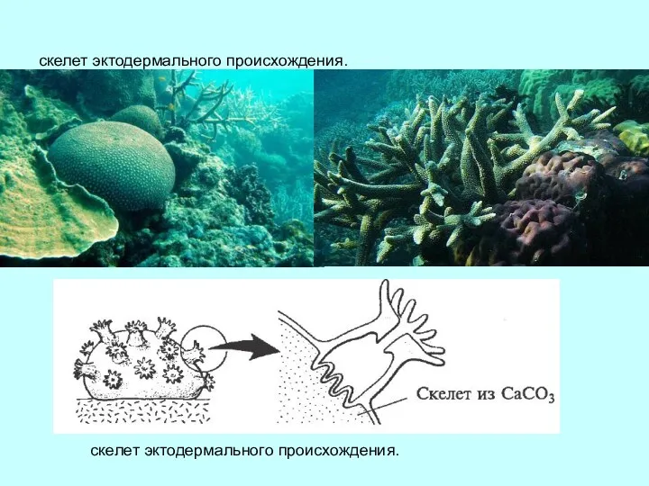 скелет эктодермального происхождения. скелет эктодермального происхождения.