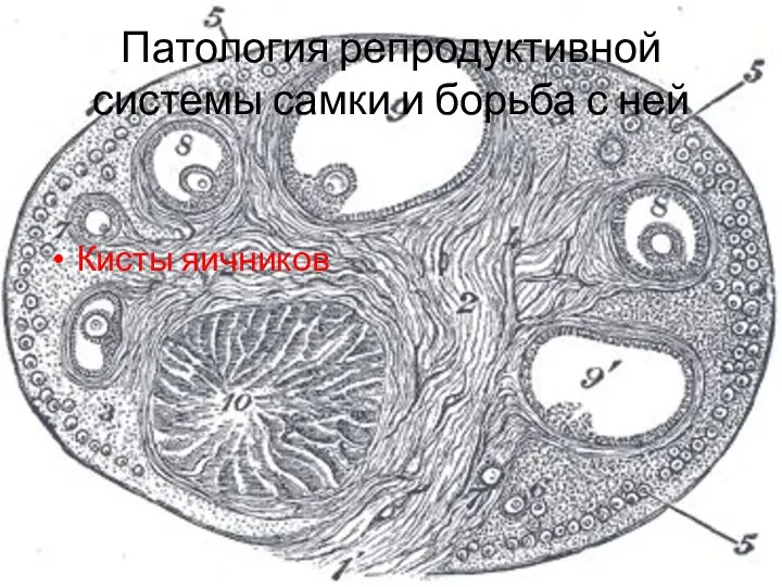 Патология репродуктивной системы самки и борьба с ней Кисты яичников