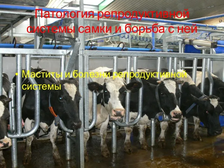 Патология репродуктивной системы самки и борьба с ней Маститы и болезни репродуктивной системы