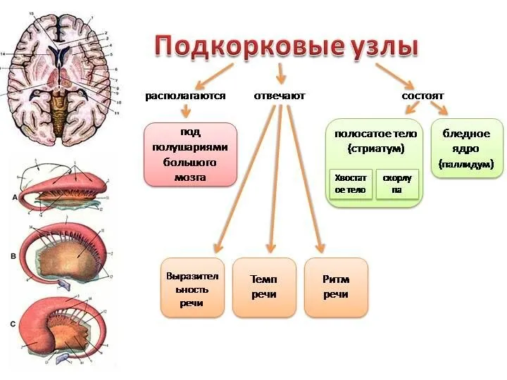 ПОДКОРКОВЫЕ УЗЛЫ МОЗГА