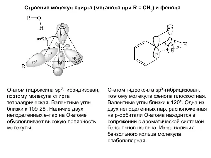 Строение молекул спирта (метанола при R = CH3) и фенола