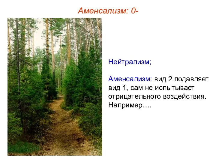 Нейтрализм; Аменсализм: вид 2 подавляет вид 1, сам не испытывает отрицательного воздействия. Например…. Аменсализм: 0-