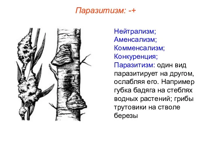 Нейтрализм; Аменсализм; Комменсализм; Конкуренция; Паразитизм: один вид паразитирует на другом,