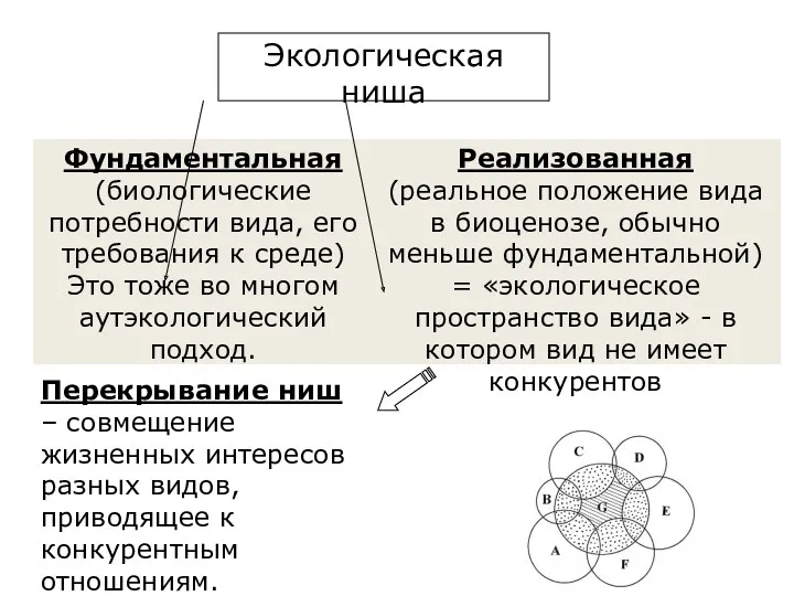 Фундаментальная (биологические потребности вида, его требования к среде) Это тоже