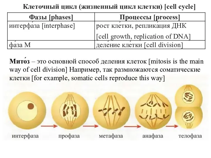 Клеточный цикл (жизненный цикл клетки) [cell cycle] Мито́з – это