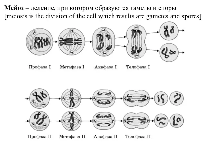 Мейоз – деление, при котором образуются гаметы и споры [meiosis