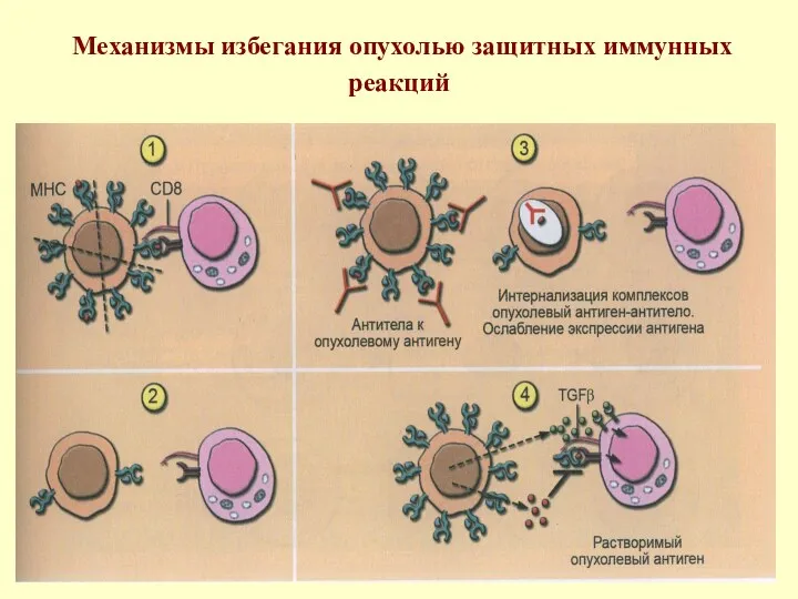 Механизмы избегания опухолью защитных иммунных реакций