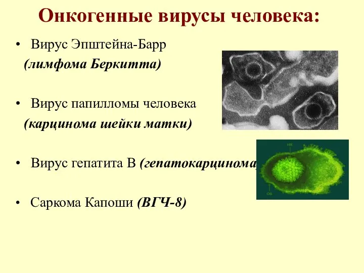 Онкогенные вирусы человека: Вирус Эпштейна-Барр (лимфома Беркитта) Вирус папилломы человека (карцинома шейки матки)
