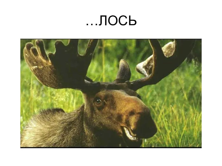 …ЛОСЬ