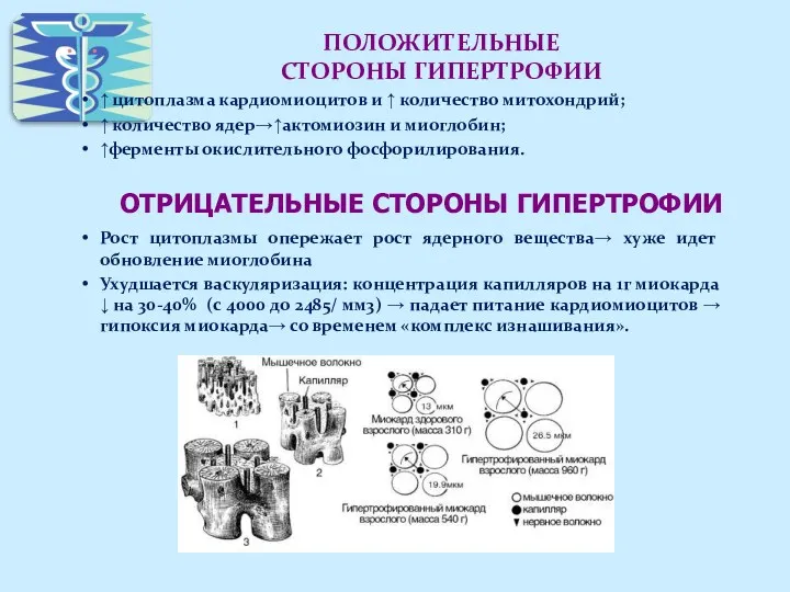 ПОЛОЖИТЕЛЬНЫЕ СТОРОНЫ ГИПЕРТРОФИИ ↑ цитоплазма кардиомиоцитов и ↑ количество митохондрий;