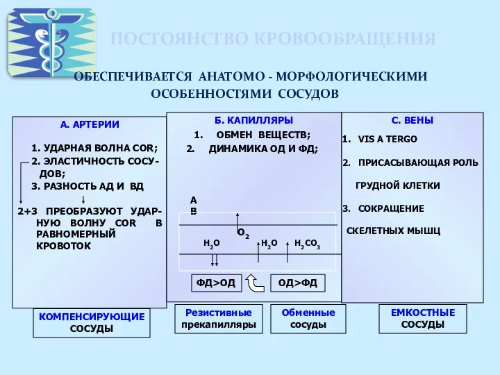 ПОСТОЯНСТВО КРОВООБРАЩЕНИЯ ОБЕСПЕЧИВАЕТСЯ АНАТОМО - МОРФОЛОГИЧЕСКИМИ ОСОБЕННОСТЯМИ СОСУДОВ