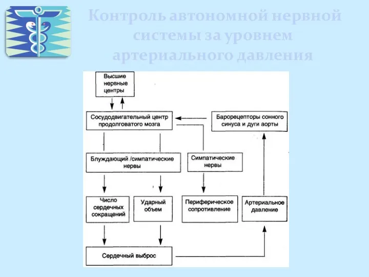 Контроль автономной нервной системы за уровнем артериального давления