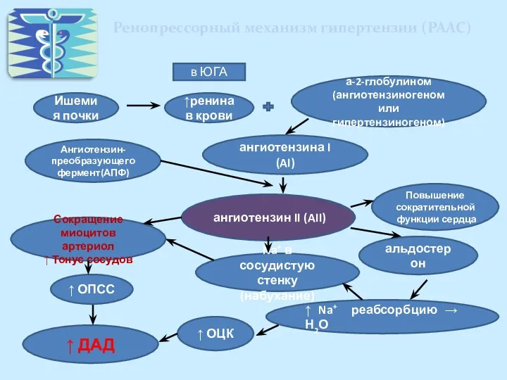 Ренопрессорный механизм гипертензии (РААС) Ишемия почки ↑ренина в крови а-2-глобулином