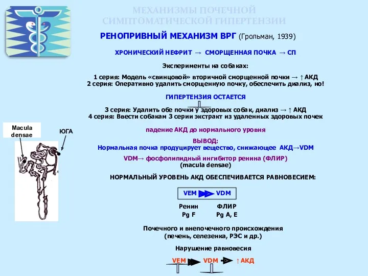 МЕХАНИЗМЫ ПОЧЕЧНОЙ СИМПТОМАТИЧЕСКОЙ ГИПЕРТЕНЗИИ РЕНОПРИВНЫЙ МЕХАНИЗМ ВРГ (Грольман, 1939) ХРОНИЧЕСКИЙ