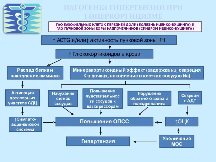 ПАТОГЕНЕЗ ГИПЕРТЕНЗИИ ПРИ ГИПЕРКОРТИЦИЗМЕ ГАО БАЗОФИЛЬНЫХ КЛЕТОК ПЕРЕДНЕЙ ДОЛИ (БОЛЕЗНЬ