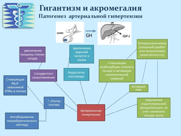 Гигантизм и акромегалия Патогенез артериальной гипертензии GH