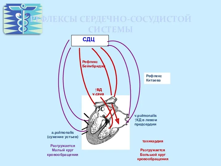 РЕФЛЕКСЫ СЕРДЕЧНО-СОСУДИСТОЙ СИСТЕМЫ