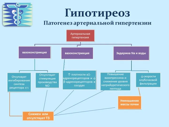 Гипотиреоз Патогенез артериальной гипертензии