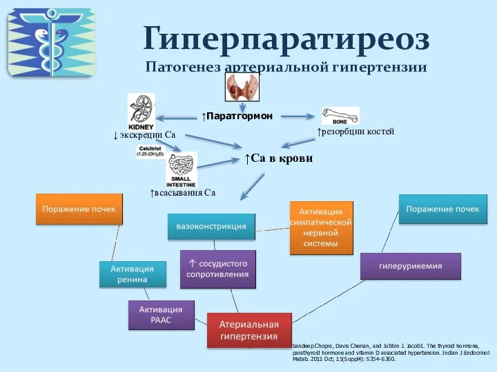 Гиперпаратиреоз Патогенез артериальной гипертензии ↑Паратгормон ↑Са в крови ↓ экскреции